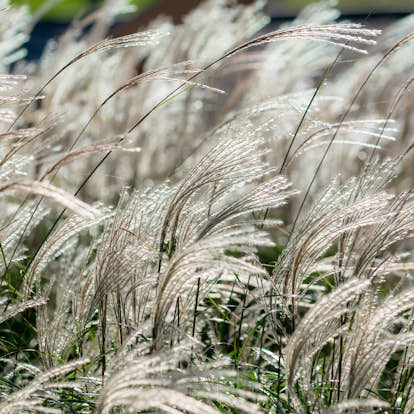 Planta Omnia Garden Glansmiskantus Adagio