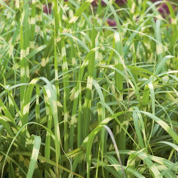 Planta Omnia Garden Glansmiskantus Little Zebra