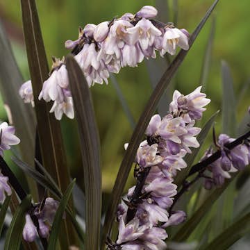Planta Omnia Garden Mörkt ormskägg Niger