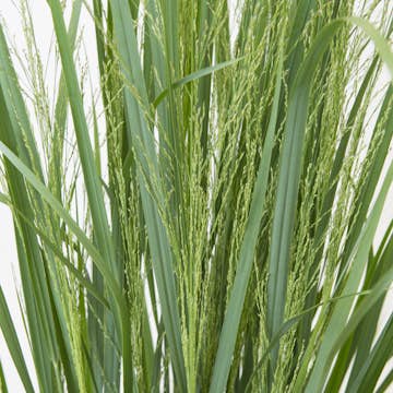 Planta Omnia Garden Prydnadshirs Northwind