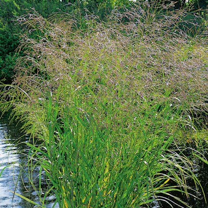 Planta Omnia Garden Jungfruhirs Squaw