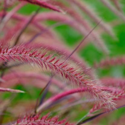 Planta Omnia Garden Fjäderborstgräs Fireworks