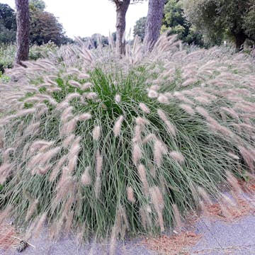 Planta Omnia Garden Lampborstgräs Hameln