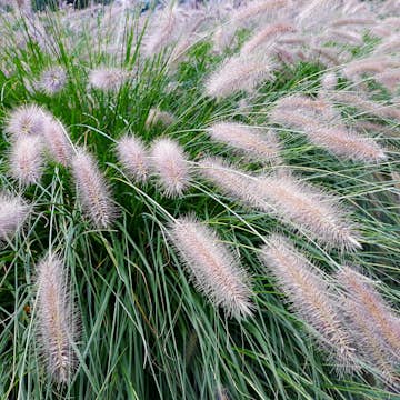 Planta Omnia Garden Lampborstgräs Hameln
