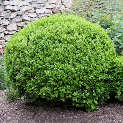 Prydnadsbuske Småbladig Faulkner Buxbom Omnia Garden Formklippt