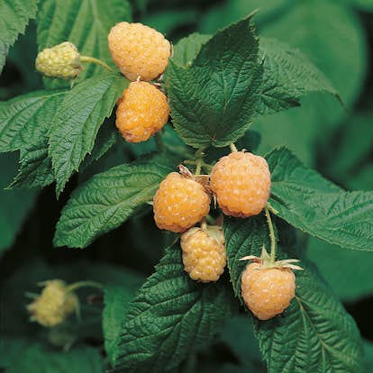 Buske Gult Hösthallon Omnia Garden Allgold 40-60 cm