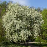 Prydnadsträd Omnia Garden Hägg, Vit Blomning & Grönt Lövverk, 120-175 cm