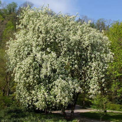 Prydnadsträd Omnia Garden Hägg, Vit Blomning & Grönt Lövverk, 120-175 cm