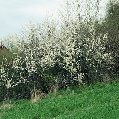 Häck Omnia Garden Hägg 50-80 cm