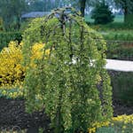 Prydnadsträd Omnia Garden Hängkaragan 100-120 cm - Grön Blomning