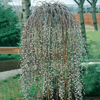 Prydnadsträd Hängsälg Omnia Garden Grönt Lövverk med Grenrik Krona 100-120 cm