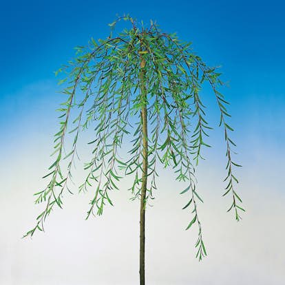 Prydnadsträd Hängvide Omnia Garden 100-120 cm