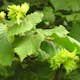 Buske Hassel Omnia Garden 150-200cm