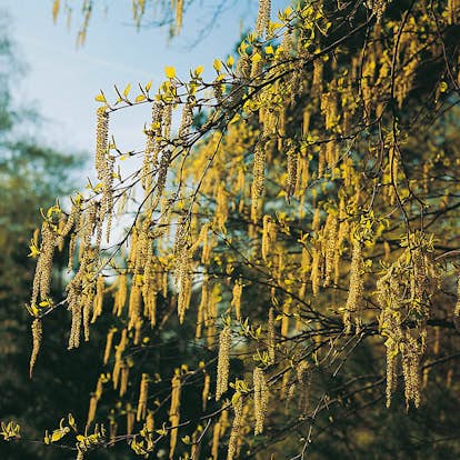 Prydnadsbuske Omnia Garden Hassel