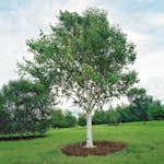 Prydnadsträd Omnia Garden Himalajabjörk, Gröna Lövverk & Gul Blomning, 150-200 cm