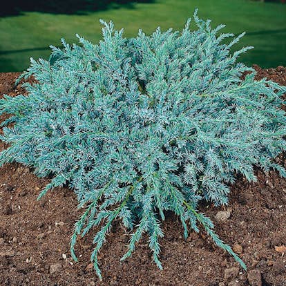 Himalaya-en Omnia Garden Blue Carpet 30-35 cm