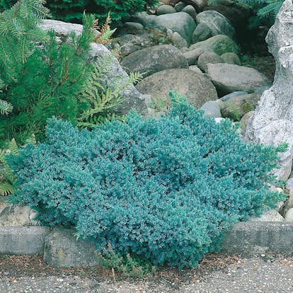 Himalaya-en Omnia Garden Bluestar 20-25 cm