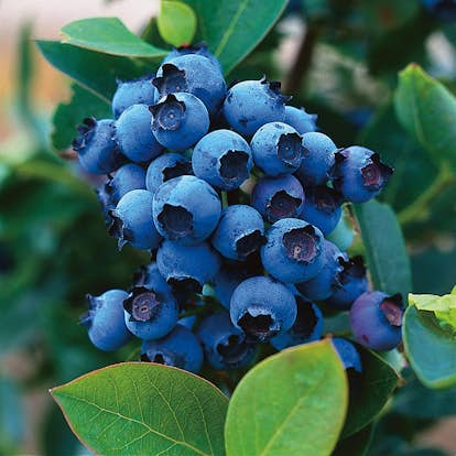 Buske Hybrid Blåbär Omnia Garden North Country 30-40 cm