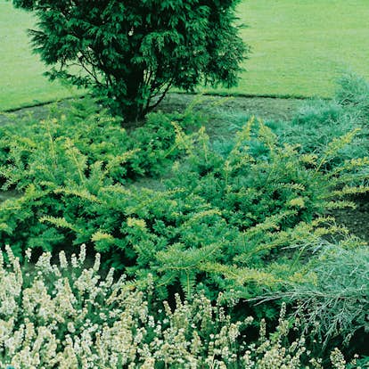 Idegran Omnia Garden Summergold 30-40 cm