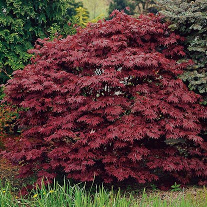 Prydnadsbuske Omnia Garden Japansk Blodlönn