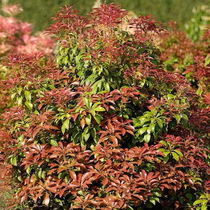 Prydnadsbuske Omnia Garden Japansk Buskrosling