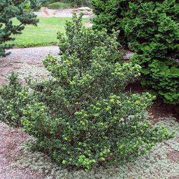 Prydnadsbuske Omnia Garden Japansk Järnek Dark Green