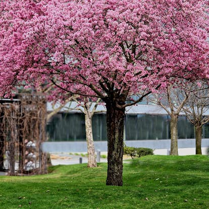 Körsbärsträd Omnia Garden Japanskt Prunus Kanzan 100-120 cm