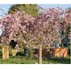 Prydnadsträd Japanskt körsbär Omnia Garden Prunus Kiku-Shidare-Zakura 100-120 cm