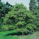 Prydnadsbuske Omnia Garden Katsura