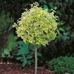 Prydnadsträd Klätterbenved Gulbrok Omnia Garden 80-90 cm