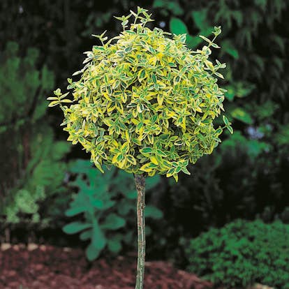 Prydnadsträd Klätterbenved Gulbrok Omnia Garden 80-90 cm