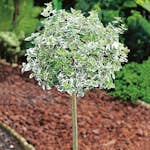 Prydnadsträd Klätterbenved Vitbrok Omnia Garden 80-90 cm