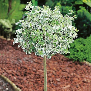 Prydnadsträd Klätterbenved Vitbrok Omnia Garden 80-90 cm