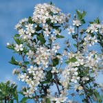 Prydnadsträd Omnia Garden Prydnadsträd Klotkörsbär 100-120 cm