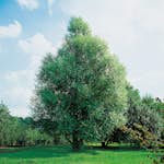 Prydnadsträd Klotpil Omnia Garden 100-120 cm