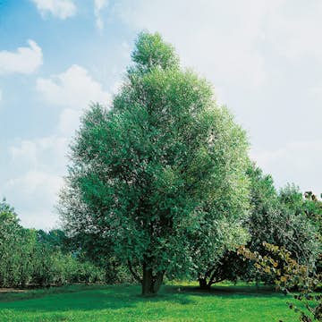 Prydnadsträd Klotpil Omnia Garden 100-120 cm
