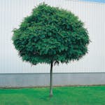 Prydnadsträd Omnia Garden Klotrobinia Umbraculifera 100-120 cm