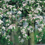 Prydnadsträd Korallapel Omnia Garden 90-110 cm