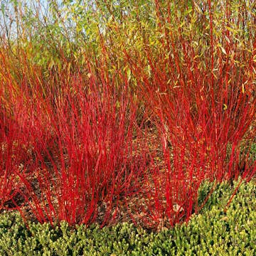 Buske Omnia Garden Korallkornell 50-80 cm