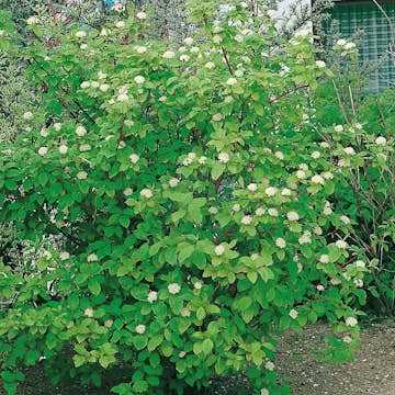 Prydnadsbuske Omnia Garden Korallkornell