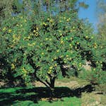 Prydnadsträd Kvitten Vranja Omnia Garden 100-120 cm