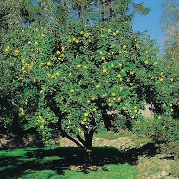 Prydnadsträd Kvitten Vranja Omnia Garden 100-120 cm