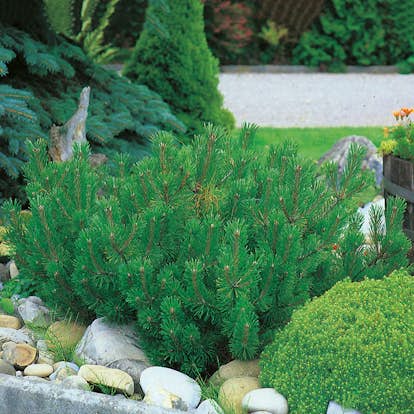 Låg Bergtall Omnia Garden 30-35 cm