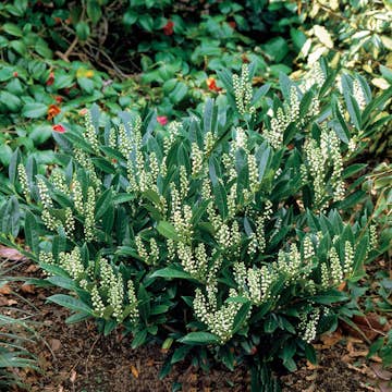 Prydnadsbuske Lagerhägg Omnia Garden Prunus laurocerasus Otto Luyken