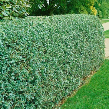Häck Omnia Garden Liguster 40-60 cm