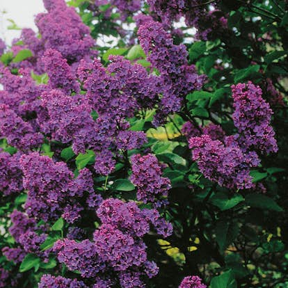 Prydnadsbuske Omnia Garden Lila Ädelsyrén