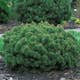 Liten Bergtall Omnia Garden 25-30 cm