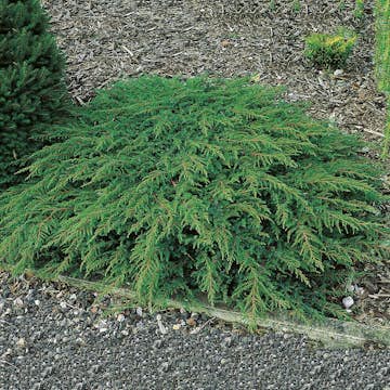 Matt-en Omnia Garden Green Carpet 30-35 cm