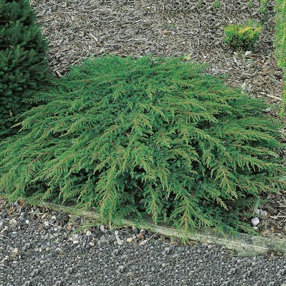 Matt-en Omnia Garden Green Carpet 30-35 cm