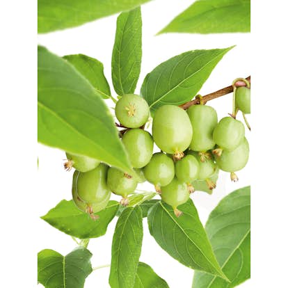 Minikiwiträd Issai Omnia Garden 60-80 cm